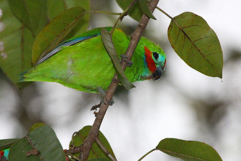 Double-eyed Fig-Parrot (Cyclopsitta diophthalma)